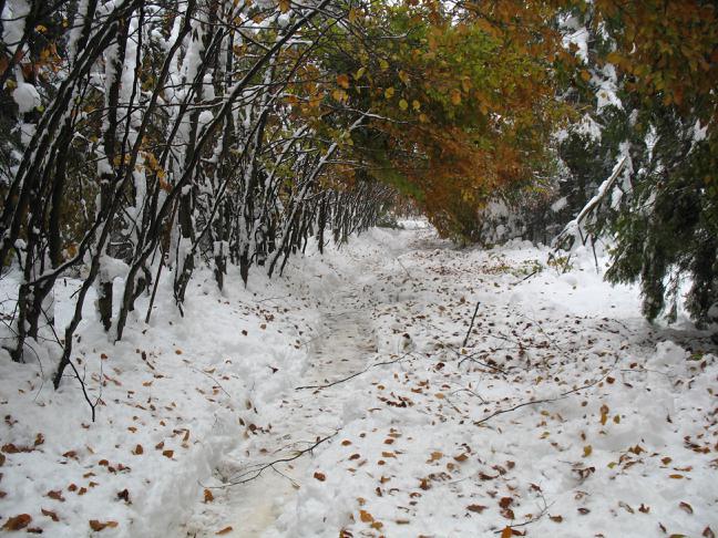 winter-fall alley