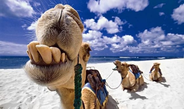 camel (from http://www.guzer.com/photo/animals/cammel_teeth.jpg)